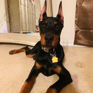 Meet your Posher, Danielle